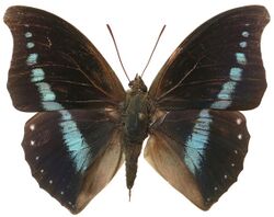 Charaxes porthos - Cameroon.jpg