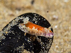 Chromodoris alternata.jpg