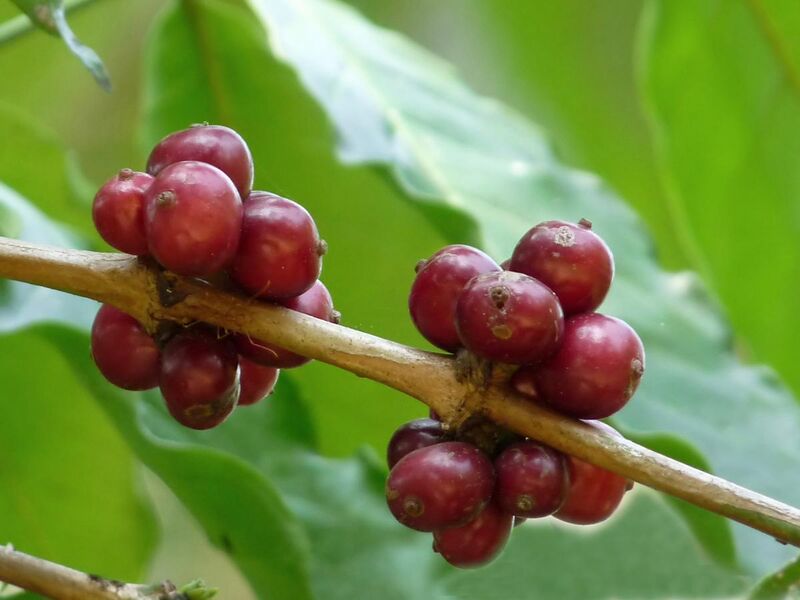 File:Coffea canephora 2 at Aanakkulam.jpg