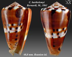 Conus barthelemyi 2.jpg