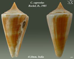 Conus capreolus 1.jpg