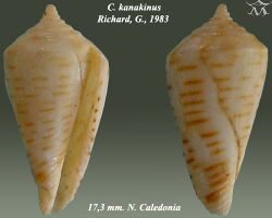 Conus kanakinus 1.jpg