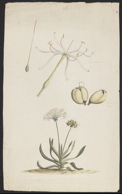 Crinum pedunculatum (Raper).jpg