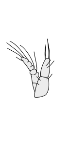 File:Crustacean antenna - Copepoda Cyclops 2nd-antenna.svg