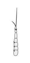 Crustacean antenna - Decapoda Megalopa 2nd-antenna.svg