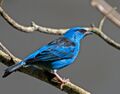 Dacnis cayana -Vale do Ribeira, Registro, Sao Paulo, Brasil-8.jpg