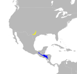 Dendroica chrysoparia map.svg