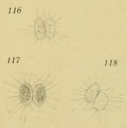 Dicellula geminata as Franceia geminata.jpg