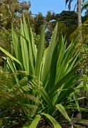 Doryanthes palmeri 1.jpg