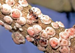 Dorymyrmex brunneus ants tending scale insects for honeydew.jpg