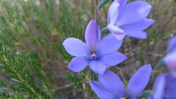 Dotted Sun Orchid (6115788560).jpg