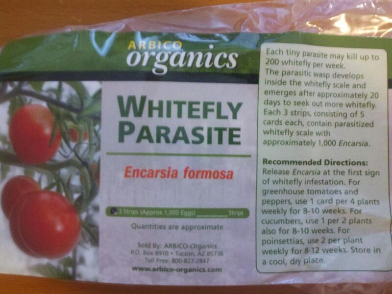 File:Encarsia formosa, an endoparasitic wasp, is used for whitefly control.jpg
