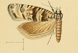 Endothenia pauperculana.jpg