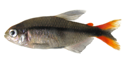 Erythrocharax altipinnis (MZUSP 110999-l).png