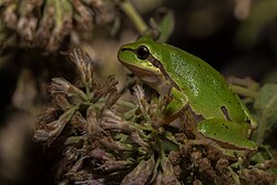 European tree frog (Hyla arborea) on hemp-agrimony (Eupatorium cannabinum).jpg