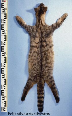 Felis silvestris (European wild cat) fur skin.jpg