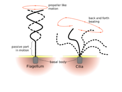 Flagellum-beating.svg