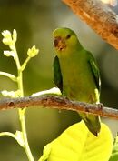 A yellow-green parrot with green wings, nape, and tail
