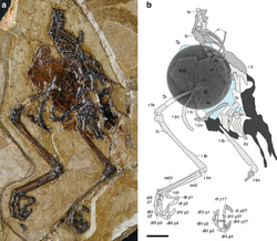 Fossil-AvimaiaSchweitzerae-PhotoPartialSkeleton-LineDrawing.png