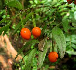 Photo of fruit of Luzuriaga radicans