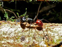 Giant Ant (Camponotus gigas) (6731241753).jpg