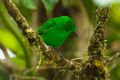 Glistening-green Tanager - Colombia S4E4590 (22954505840).jpg