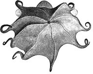 A drawing of an octopus, showing its arms and beak.