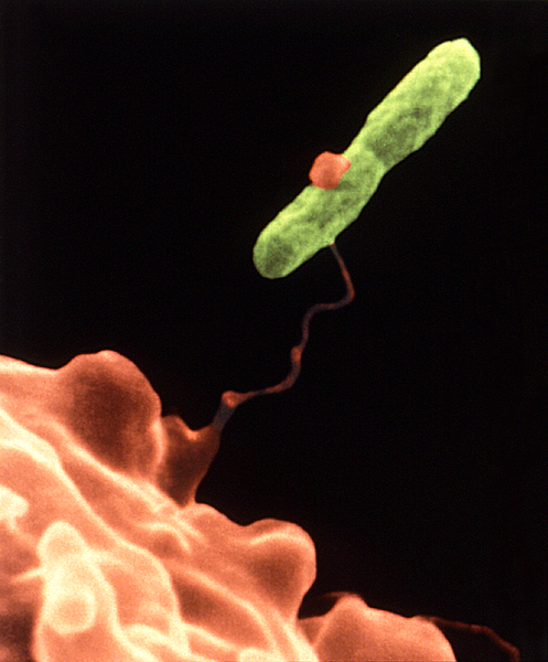 File:Harmannella entrapping Legionella.png
