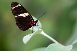 Heliconius sara butterfly.jpg