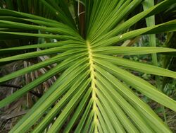 Howea belmoreana Curly Palm Lord Howe Island 9June2011.jpg