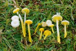 Hygrocybe vitellina1.jpg