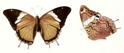 Illustrations of new species of exotic butterflies Charaxes V, Charaxes carteri.jpg