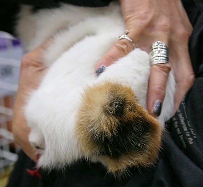 File:Japanese Bobtail's bobbed tail - URK cat show Vantaa 2006-10-08.JPG