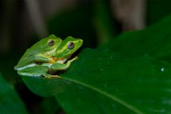 Jayarams Bush frog.jpg