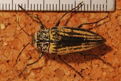 Jewel Beetle (Gyascutus planicosta) (8232030011).jpg