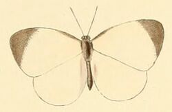 Larinopoda lagyra.JPG