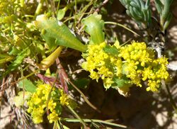 Lepidium flavum close.jpg