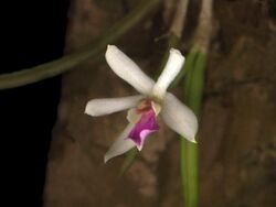 Leptotes bohnkiana 01.jpg