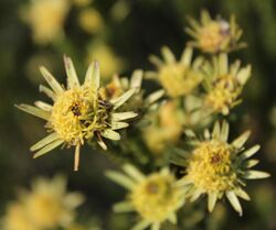 Leucadendron stellare 15183798.jpg