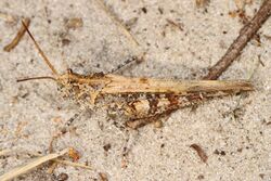 Long-horn Band-winged Grasshopper - Psinidia fenestralis, Sapelo Island, Georgia.jpg