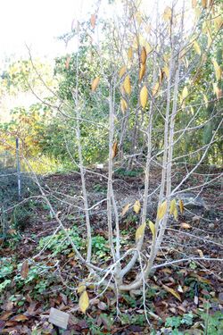 Magnolia biondii - Quarryhill Botanical Garden - DSC03294.JPG