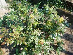 Mahonia aquifolium002.JPG
