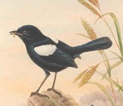 Malurus alboscapulatus - The Birds of New Guinea (cropped).jpg