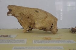Megalocnus rodens skull.jpg
