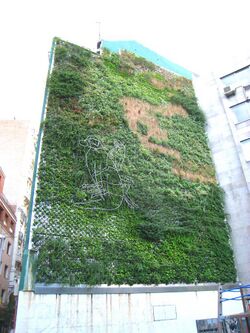 Miscellaneous facades in Madrid - Green wall.JPG