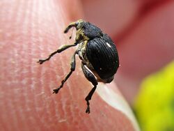 Mononychus punctumalbum (Coleoptera sp.), Elst (Gld), the Netherlands - 3.jpg