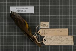 Naturalis Biodiversity Center - RMNH.AVES.130441 1 - Pachycephala lorentzi Mayr, 1931 - Pachycephalidae - bird skin specimen.jpeg