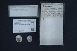Naturalis Biodiversity Center - RMNH.MOL.136324 - Scurria plana (Philippi, 1846) - Lottiidae - Mollusc shell.jpeg