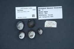 Naturalis Biodiversity Center - ZMA.MOLL.312449 - Nerita argus Récluz, 1841 - Neritidae - Mollusc shell.jpeg