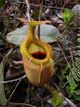 Nepenthes villosa.jpg